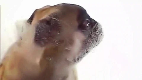 Pug Screen Cleaner HD Live Wallpaper For PC - Free Live Wallpaper