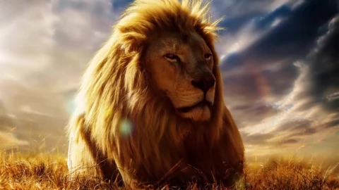 Lion Lying Down On The Grass HD Live Wallpaper For PC - Free Live Wallpaper