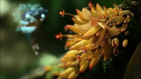 Magical Hummingbird HD Live Wallpaper For PC - Free Live Wallpaper