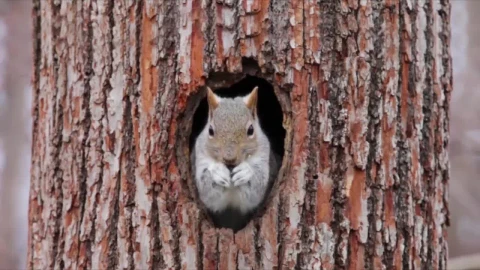 Squirrel Tree HD Live Wallpaper For PC - Free Live Wallpaper