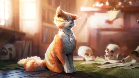 Ginger White Cat HD Live Wallpaper For PC - Free Live Wallpaper