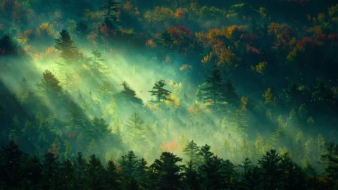 In The Early Morning Forest HD Live Wallpaper For PC - Free Live Wallpaper