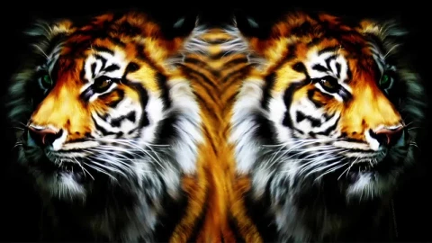 Tiger Mirror HD Live Wallpaper For PC - Free Live Wallpaper