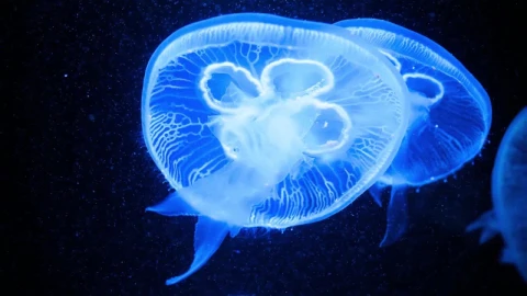 Jellyfish HD Live Wallpaper For PC - Free Live Wallpaper
