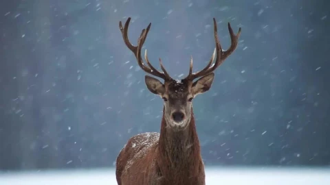 Deer In The Snow HD Live Wallpaper For PC - Free Live Wallpaper