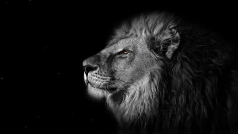 Lion In The Wind HD Live Wallpaper For PC - Free Live Wallpaper