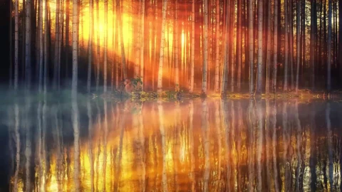 Swampy Sunset HD Live Wallpaper For PC - Free Live Wallpaper