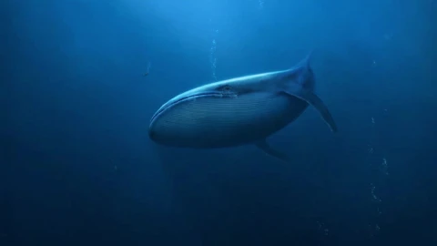 Whale Deep Sea HD Live Wallpaper For PC - Free Live Wallpaper