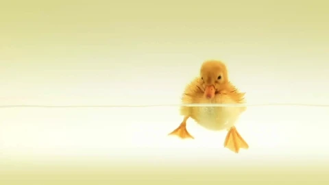 Baby Duck Swimming HD Live Wallpaper For PC - Free Live Wallpaper