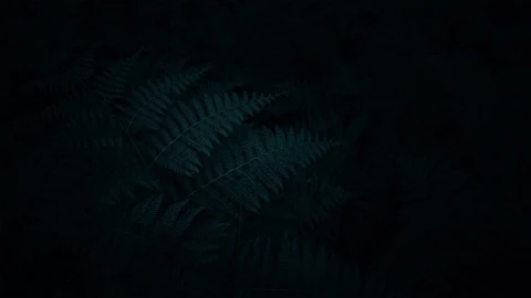 Ferns HD Live Wallpaper For PC - Free Live Wallpaper
