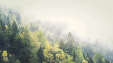 Winter In The Foggy Forest HD Live Wallpaper For PC - Free Live Wallpaper