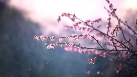 Sakura Tree HD Live Wallpaper For PC - Free Live Wallpaper