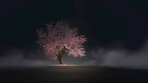Girl Under Cherry Blossom Tree HD Live Wallpaper For PC - Free Live Wallpaper