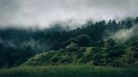 Foggy Forest HD Live Wallpaper For PC - Free Live Wallpaper