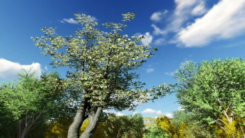 Stock Video 3d trees on a sunny day PC Live Wallpaper - Free Live Wallpaper