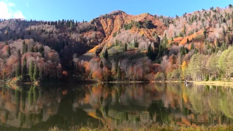 Stock Video A Beautiful Lake And Autumn Forest Live Wallpaper for PC - Free Live Wallpaper