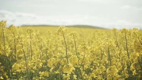 Stock Video A Bee In A Field Of Yellow Crops On A Live Wallpaper for PC - Free Live Wallpaper