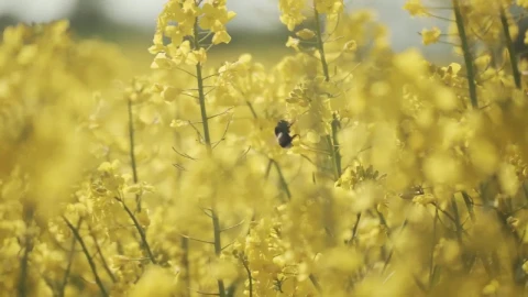 Stock Video A Bee Pollinating Bright Yellow Flowers Live Wallpaper for PC - Free Live Wallpaper