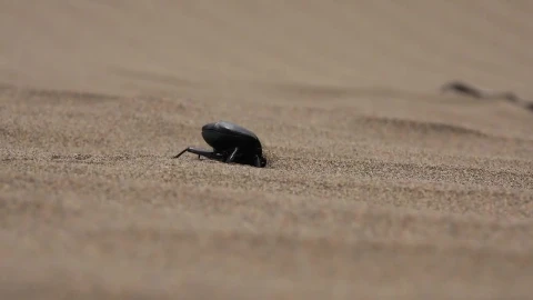 Stock Video A Beetle Digging In The Sand Live Wallpaper for PC - Free Live Wallpaper