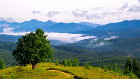 Stock Video A Big Tree In The Top Of The Hill And Live Wallpaper for PC - Free Live Wallpaper