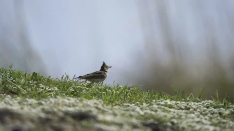 Stock Video A Bird Walking In The Grass Live Wallpaper for PC - Free Live Wallpaper