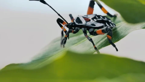 Stock Video A Black And Orange Bug Hemiptera On A Green Leaf Live Wallpaper for PC - Free Live Wallpaper