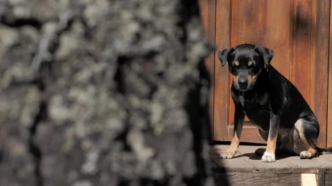 Stock Video A Black Dog Taking The Sun In The Door Live Wallpaper for PC - Free Live Wallpaper
