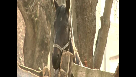 Stock Video A Black Horse Behind A Wooden Fence Live Wallpaper for PC - Free Live Wallpaper