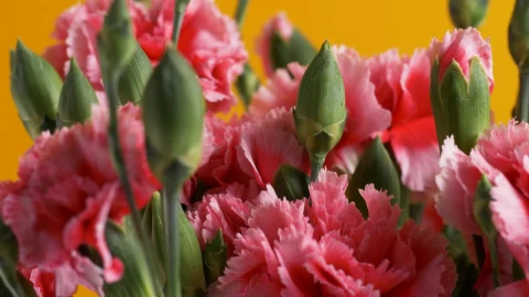 Stock Video A Bouquet Of Pink Flowers Live Wallpaper for PC - Free Live Wallpaper