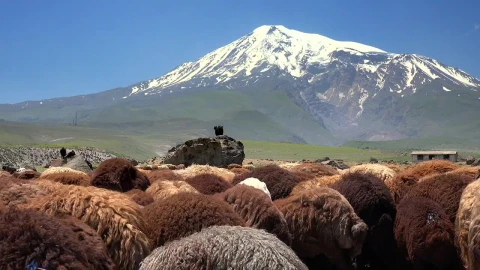 Stock Video A Brown Sheep Herd And A Snowy Mountain In The Live Wallpaper for PC - Free Live Wallpaper
