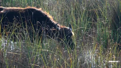 Stock Video A Buffalo Is Drinking Water In The Swamp Live Wallpaper for PC - Free Live Wallpaper