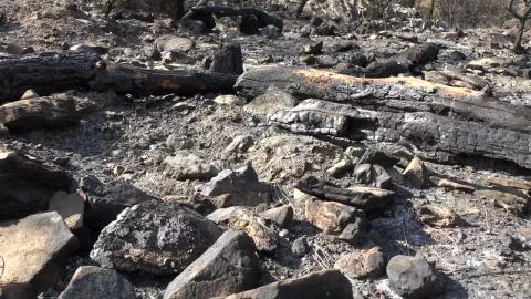 Stock Video A Burned Forest And Ashes Live Wallpaper for PC - Free Live Wallpaper