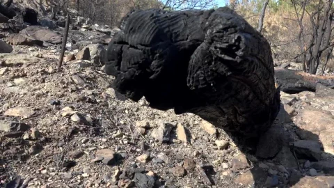 Stock Video A Burned Black Tree Trunk In The Forest Ground Live Wallpaper for PC - Free Live Wallpaper