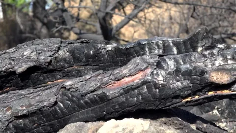 Stock Video A Burned Trunk Live Wallpaper for PC - Free Live Wallpaper