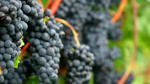 Stock Video A Cluster Of Grapes Close Up Live Wallpaper for PC - Free Live Wallpaper