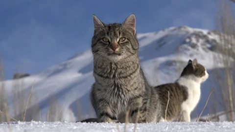 Stock Video A Couple Of Cats In The Snow Live Wallpaper for PC - Free Live Wallpaper