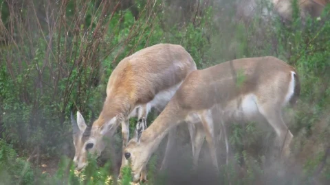 Stock Video A Couple Of Gazelles In The Wild Live Wallpaper for PC - Free Live Wallpaper