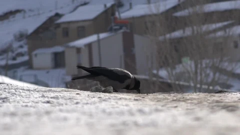 Stock Video A Crow Eating On A Snowy Ground Live Wallpaper for PC - Free Live Wallpaper
