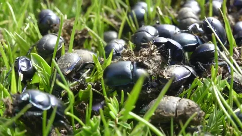 Stock Video A Crowd Of Beetles On The Green Grass Live Wallpaper for PC - Free Live Wallpaper