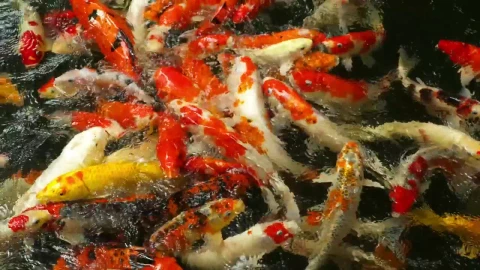 Stock Video A Crowd Of Koi Fish Swimming In The Water Live Wallpaper for PC - Free Live Wallpaper