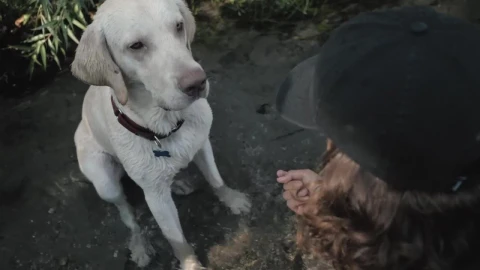 Stock Video A Cute Dog Giving The Paw While Sitting On A Live Wallpaper for PC - Free Live Wallpaper