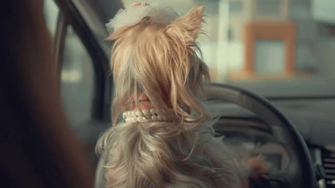 Stock Video A Cute Dog Inside A Car Looking Around Live Wallpaper for PC - Free Live Wallpaper