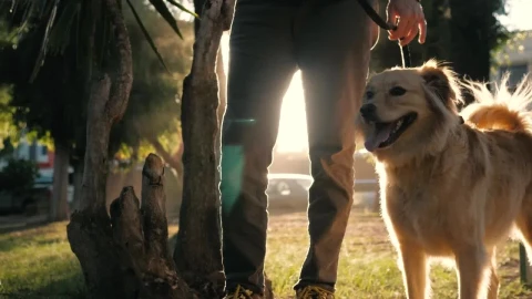 Stock Video A Dog And Its Owner At A Park Live Wallpaper for PC - Free Live Wallpaper