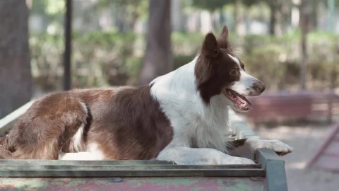 Stock Video A Dog In The Park Live Wallpaper for PC - Free Live Wallpaper
