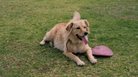 Stock Video A Dog Resting On The Grass Next To A Dog Live Wallpaper for PC - Free Live Wallpaper