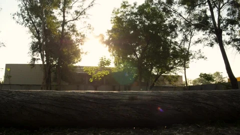 Stock Video A Dog Runs On A Log Live Wallpaper for PC - Free Live Wallpaper