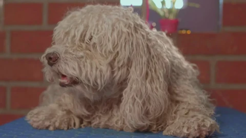 Stock Video A Dog Waiting For A Haircut Live Wallpaper for PC - Free Live Wallpaper
