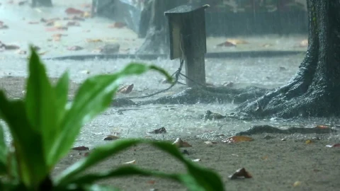 Stock Video A Downpour And Tree Close Up Live Wallpaper for PC - Free Live Wallpaper