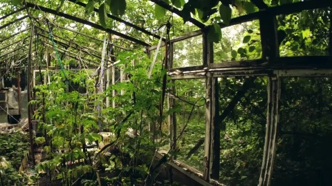 Stock Video Abandoned Greenhouse Live Wallpaper for PC - Free Live Wallpaper