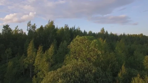 Stock Video Above A Forest In The Evening Live Wallpaper for PC - Free Live Wallpaper